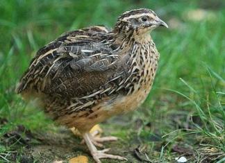 Quail in agriculture